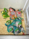 weaned-baby-parrots-for-sale