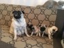 Adorable Pug Puppies